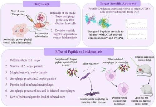 Targeting peptide based therapeutics: Integrated computational and experimental studies of autophagic regulation in host‐parasite interaction