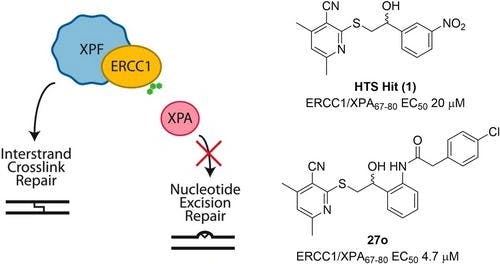 Small Molecule Antagonists of the DNA Repair ERCC1/XPA Protein‐Protein Interaction