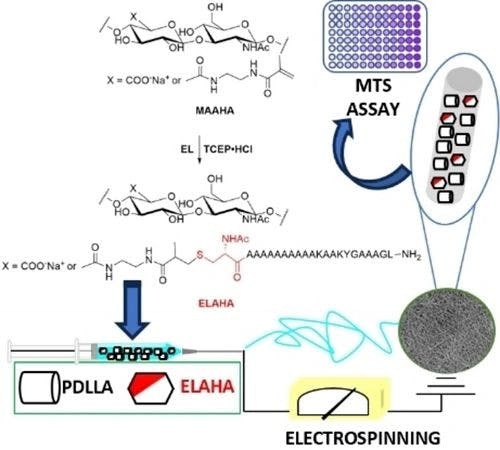 A Study on Thiol‐Michael Addition to Semi‐Synthetic Elastin‐Hyaluronan Material for Electrospun Scaffolds