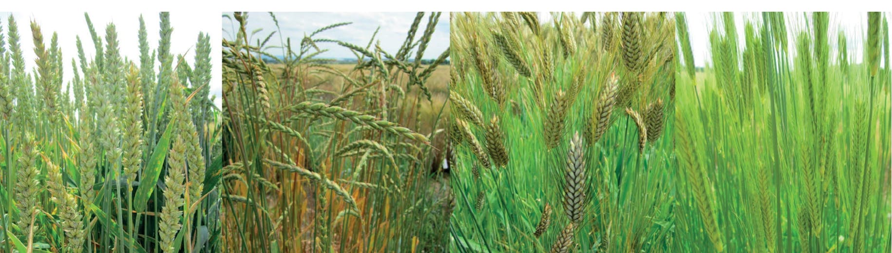 Proteine im Getreide und die Backeigenschaften