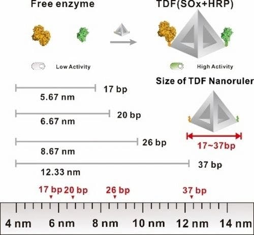Construction of Double‐enzyme Complexes with DNA Framework Nanorulers for Improving Enzyme Cascade Catalytic Efficiency