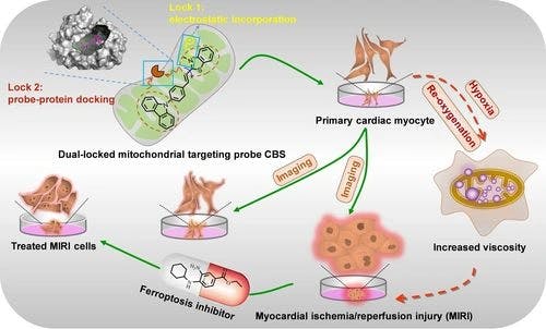 Investigating the Therapeutic Effects of Ferroptosis on Myocardial Ischemia‐Reperfusion Injury Using a Dual‐Locking Mitochondrial Targeting Strategy
