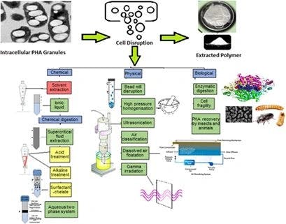Sustainable Opportunities in the Downstream Processing of the Intracellular Biopolymer Polyhydroxyalkanoate