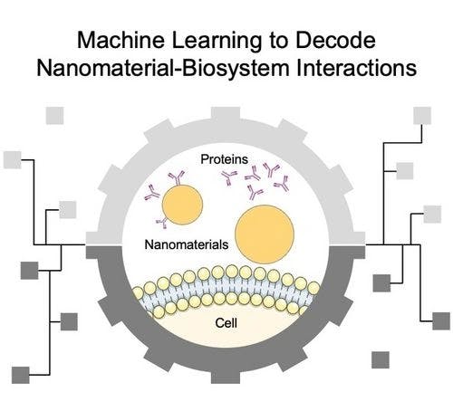 Decoding Nanomaterial‐Biosystem Interactions through Machine Learning