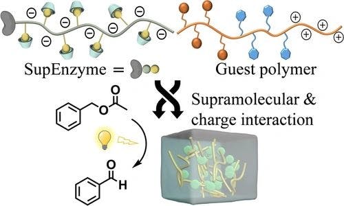 Integrating Enzymes with Supramolecular Polymers for Recyclable Photobiocatalytic Catalysis