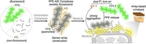 A Dual Fluorescence Turn‐On Sensor Array Formed by Poly(para‐aryleneethynylene) and Aggregation‐Induced Emission Fluorophores for Sensitive Multiplexed Bacterial Recognition