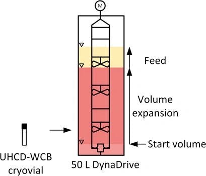Process Intensification by Inoculating Antibody Production Bioreactors Directly from Cryovials
