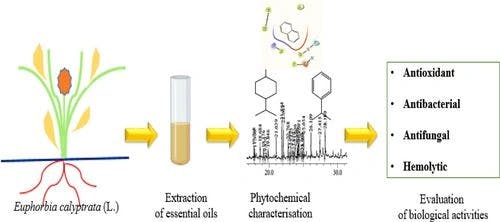 Chemical Profiling and Antioxidant, Antimicrobial, and Hemolytic Properties of Euphorbia calyptrata (l.) Essential oils: in Vitro and in Silico Analysis
