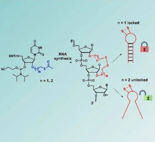 Synthesis and properties of RNA constrained by a 2’‐O‐disulfide bridge