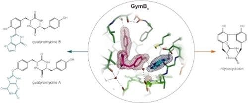 Intramolecular Coupling and Nucleobase Transfer – How Cytochrome P450 Enzymes GymBx Establish Their Chemoselectivity