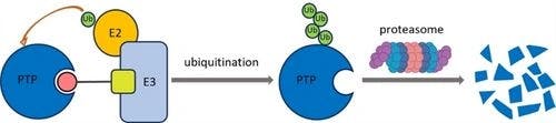 Drugging Protein Tyrosine Phosphatases through Targeted Protein Degradation