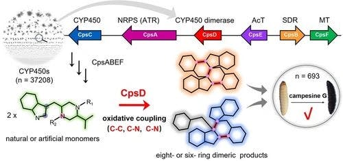A Cytochrome P450 Catalyzes Oxidative Coupling Formation of Insecticidal Dimeric Indole Piperazine Alkaloids