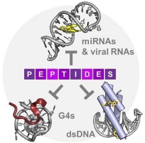 Synthetic Peptides: Promising Modalities for the Targeting of Disease‐Related Nucleic Acids