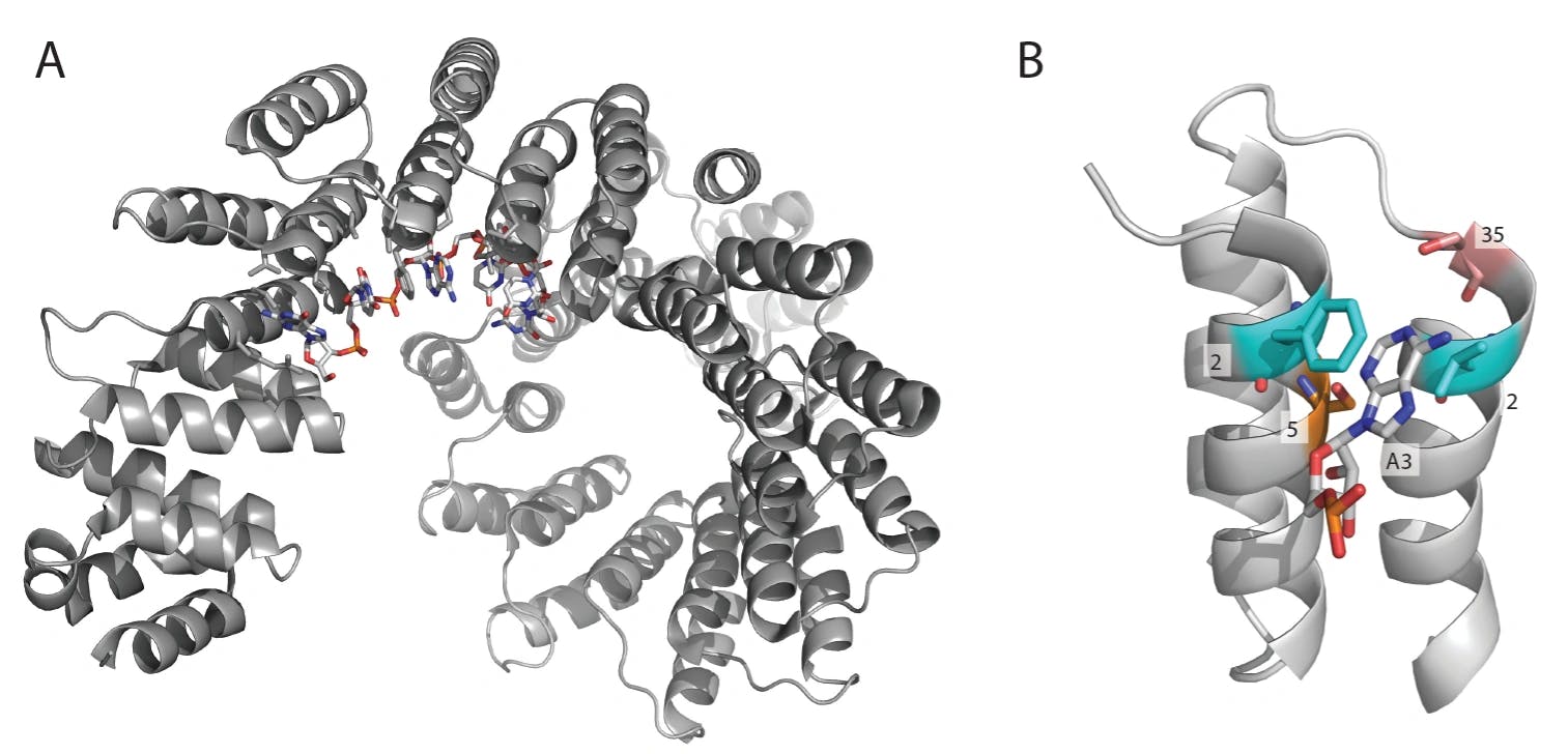 Manipulation von RNA mit Designerproteinen