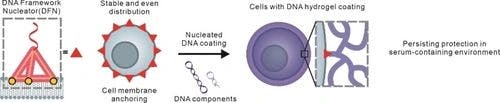 Directing the Encapsulation of Single Cells with DNA Framework Nucleator‐Based Hydrogel Growth