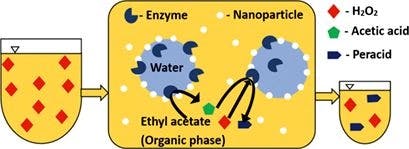 Impact of Pickering Emulsions Composition on Lipase Catalyzed Peroxyacetic Acid Synthesis
