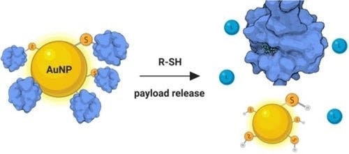 Structural Insights into Antibacterial Payload Release from Gold Nanoparticles Bound to E. coli Peptide Deformylase