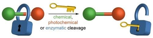 A Platform Approach to Cleavable Macrocycles for the Controlled Disassembly of Mechanically Caged Molecules