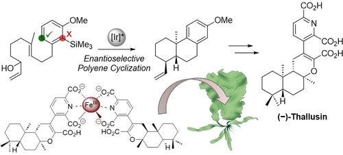 Enantioselective Total Synthesis of the Morphogen (−)‐Thallusin and Mediated Uptake of Fe(III) into the Green Seaweed Ulva