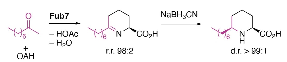 Enzymatische Synthese von Pipecolinsäure-Derivaten