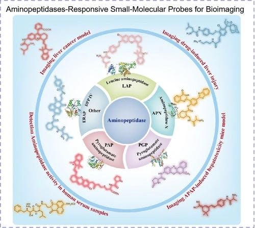 Recent Advances of Aminopeptidases‐Responsive Small‐Molecular Probes for Bioimaging