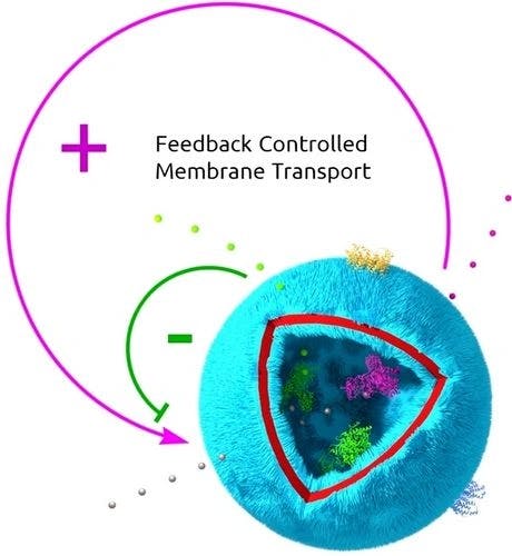 Emergence of Cell Behavior Through Feedback Control of Polymersome Membrane Transport