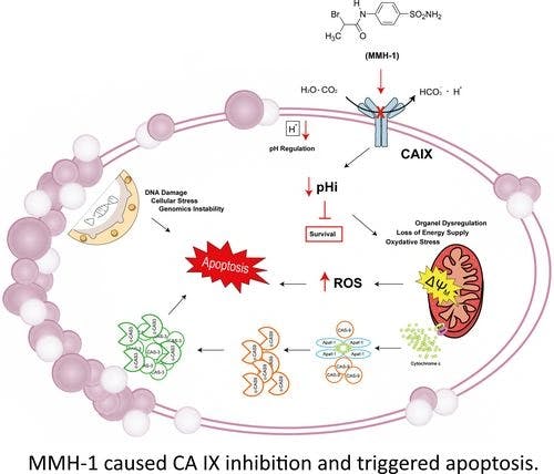 Effective Anticancer Potential of a New Sulfonamide as a Carbonic Anhydrase IX Inhibitor Against Aggressive Tumors