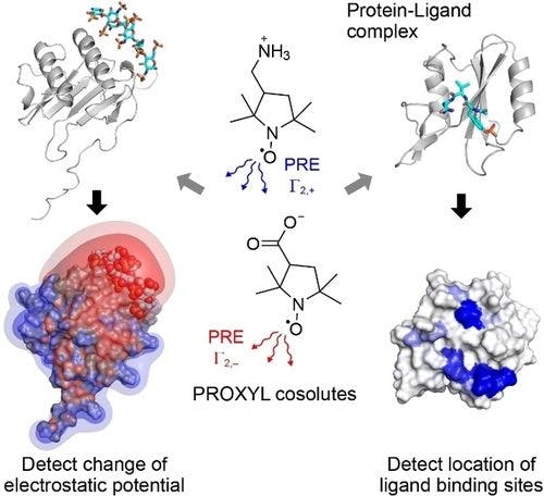 Detecting Protein‐Ligand Interactions with Nitroxide Based Paramagnetic Cosolutes