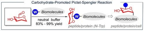 Site‐ and Stereoselective Glycomodification of Biomolecules through Carbohydrate‐Promoted Pictet–Spengler Reaction