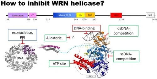 Challenges for the Discovery of Non‐Covalent WRN Helicase Inhibitors