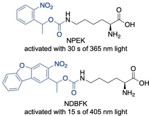 Genetically Encoded Lysine Analogues with Differential Light Sensitivity for Activation of Protein Function