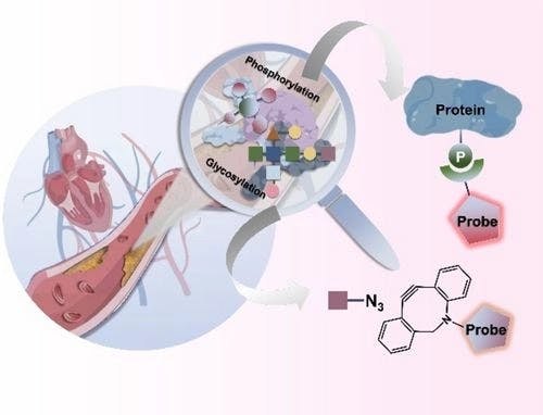 Progress of Fluorescent Probes for Protein Phosphorylation and Glycosylation in Atherosclerosis