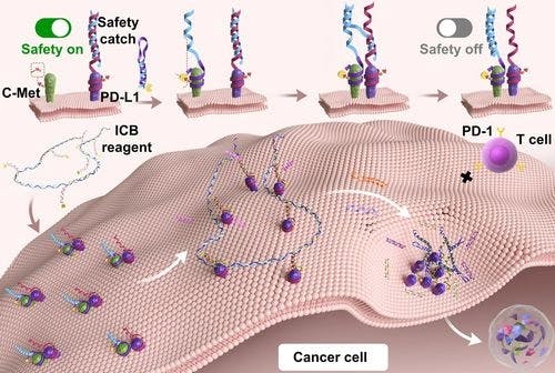 Cancer Cell‐Selective PD‐L1 Inhibition via a DNA Safety Catch to Enhance Immunotherapy Specificity