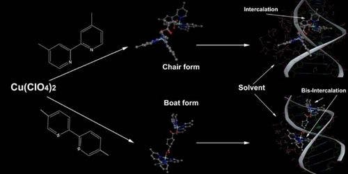 Chair vs. Boat: Conformational Impacts on DNA Binding Capacity in Cu(II) Complexes Featuring cis‐1,4‐Cyclohexanedicarboxylate